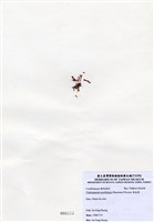 藏品(唇孢藻)的圖片